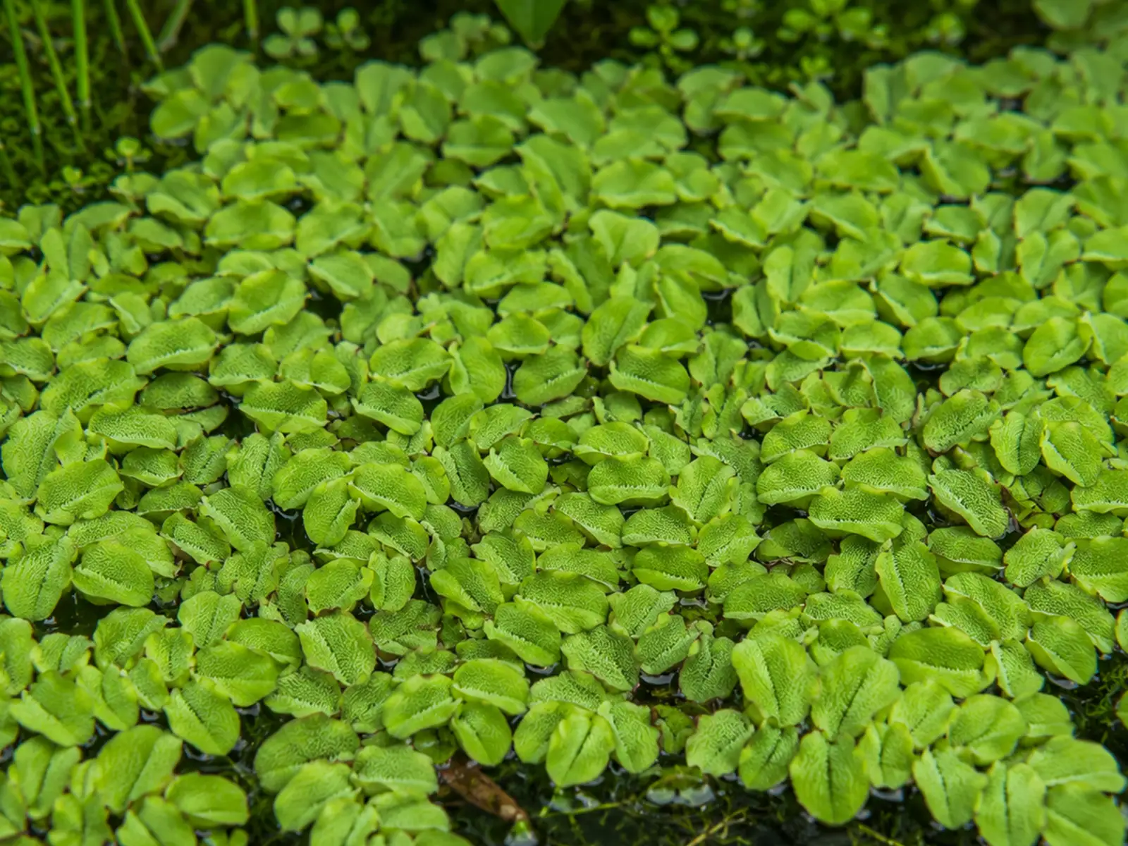 Asian Watermoss