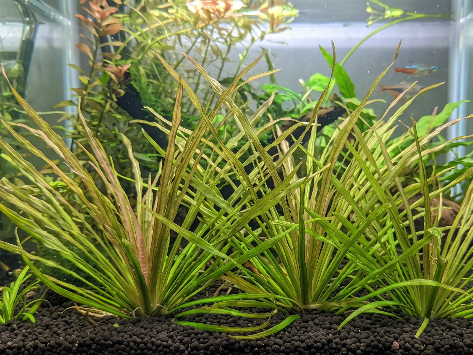Blyxa japonica