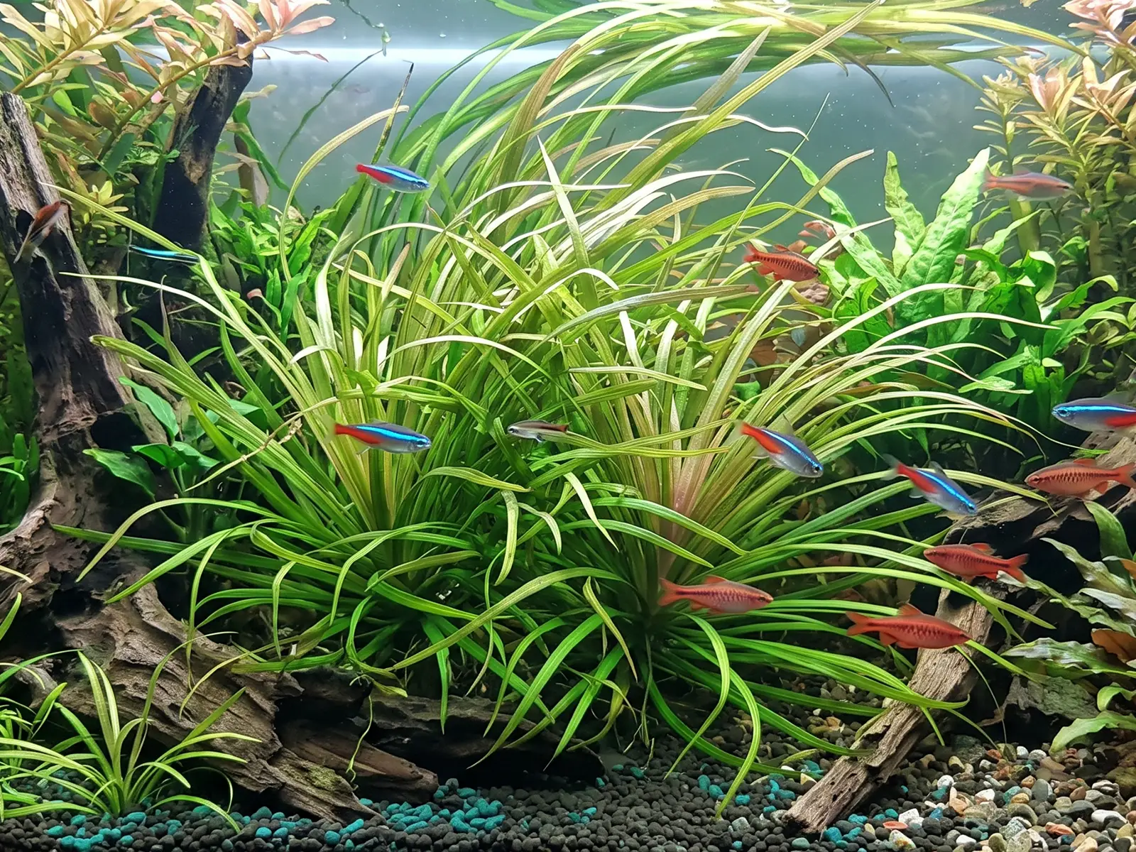 Blyxa japonica