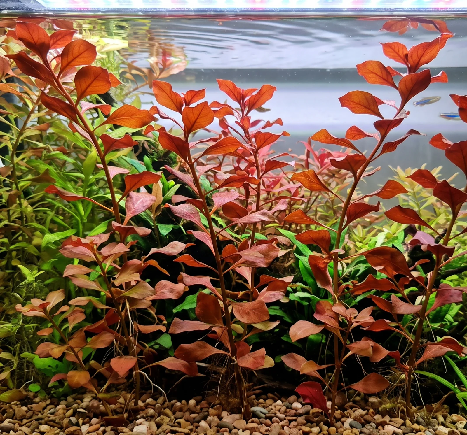 Ludwigia repens