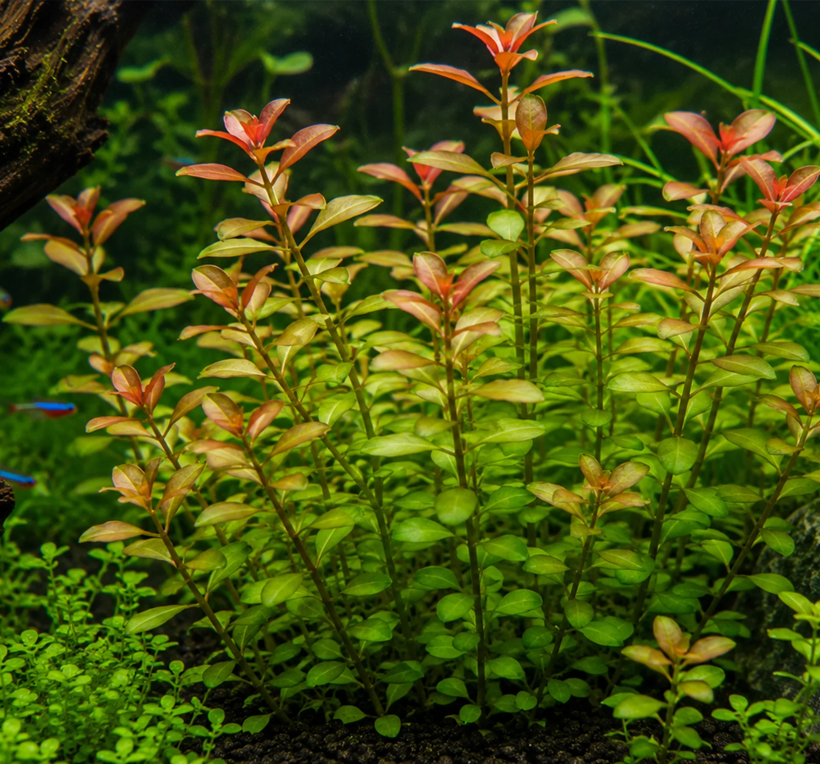 Ludwigia repens