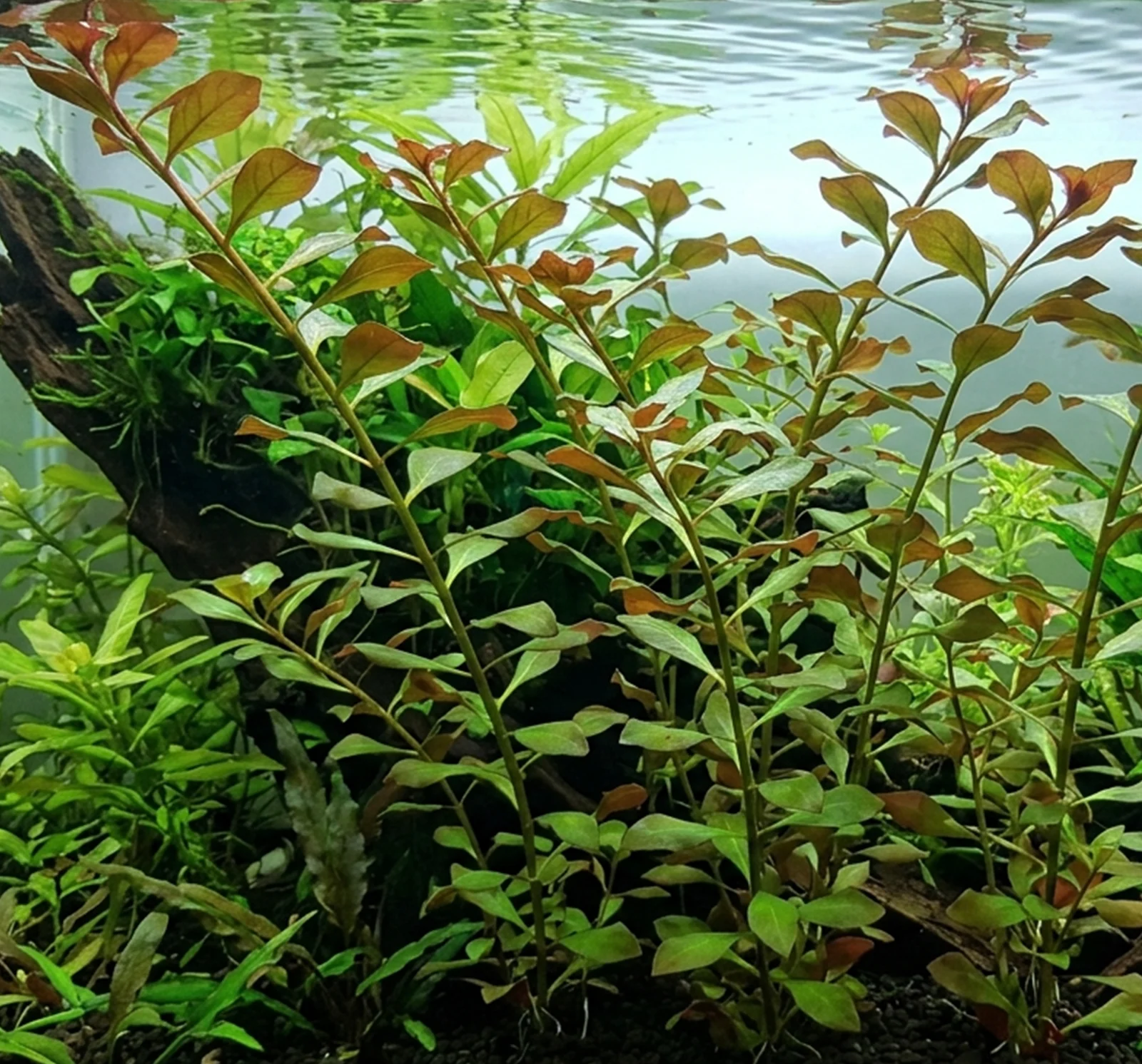 Ludwigia repens