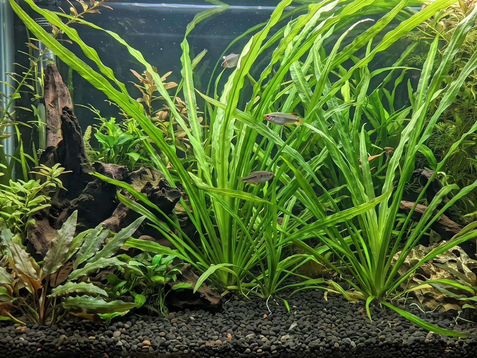 Blyxa aubertii