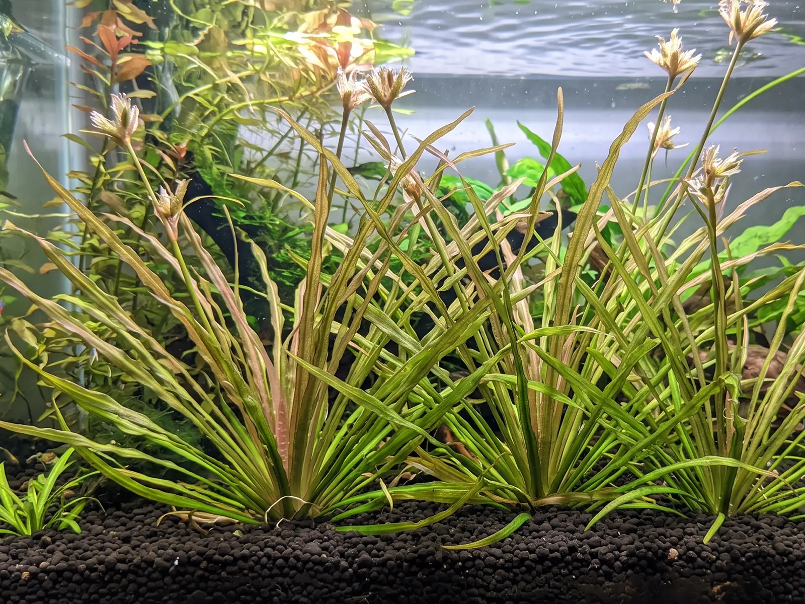 Blyxa aubertii