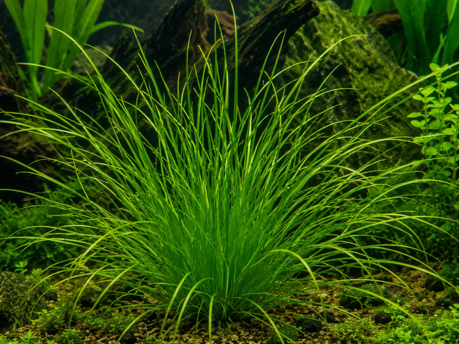Planted Blyxa aubertii