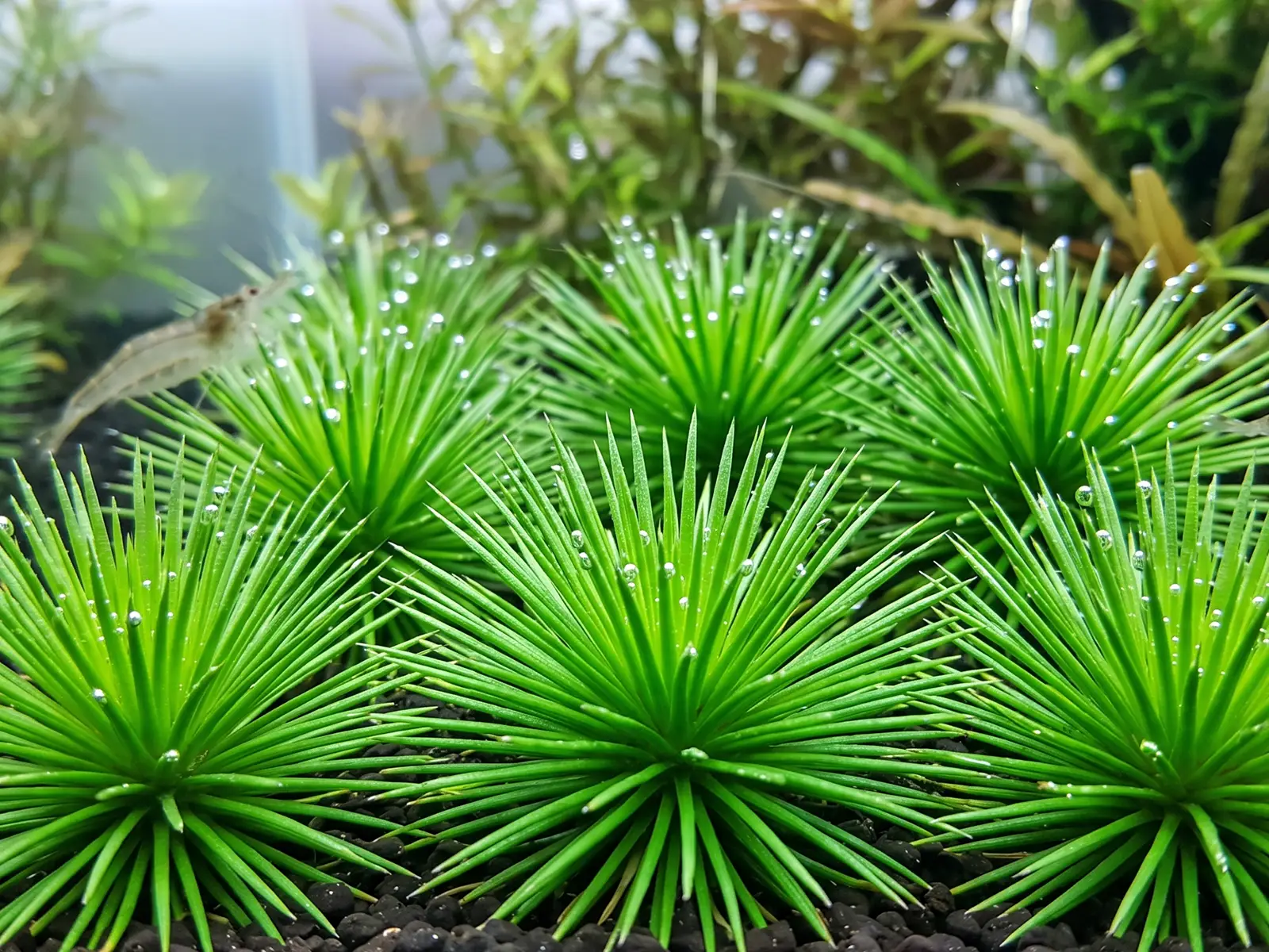 Eriocaulon cinereum