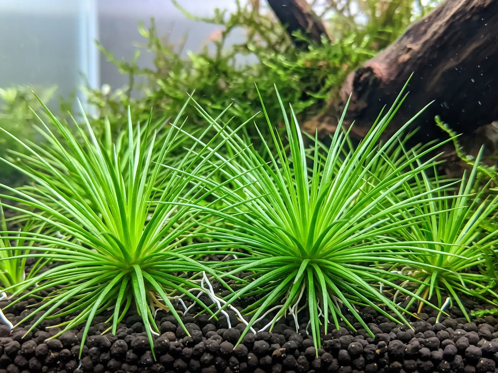 Eriocaulon 'Vietnam'