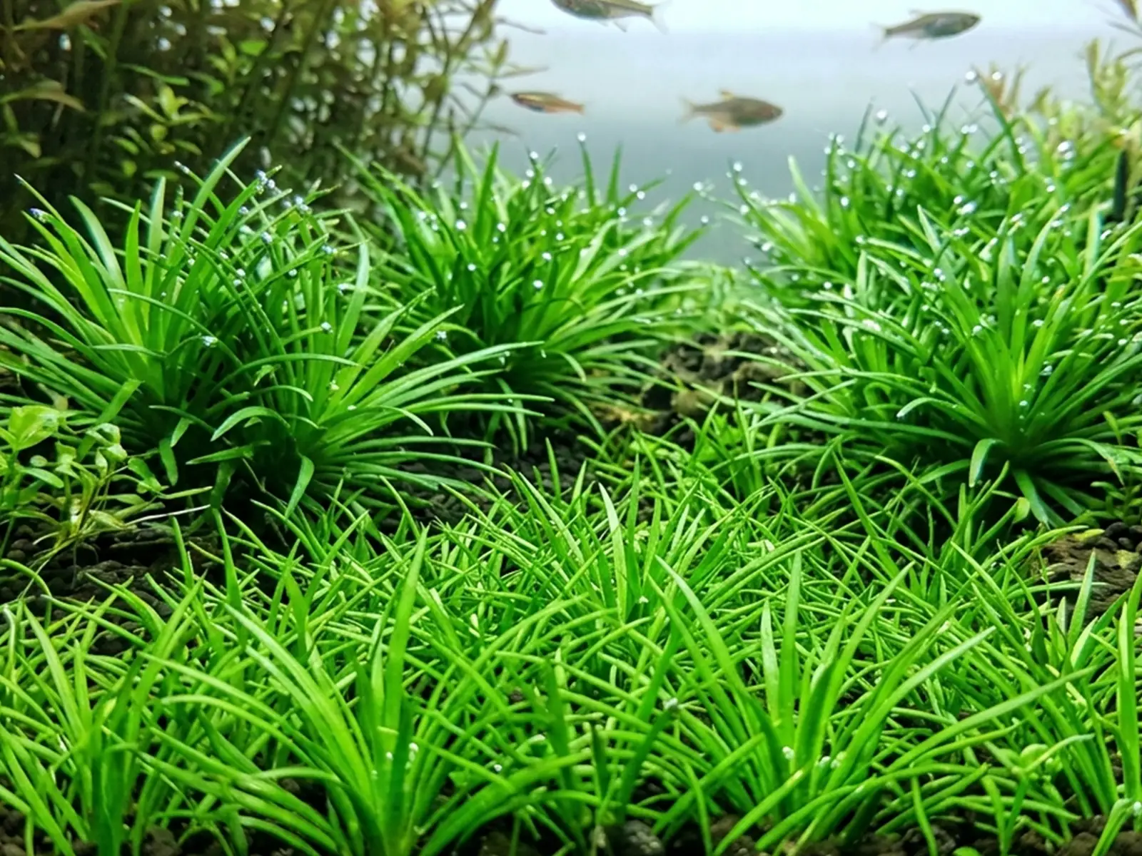 Eriocaulon 'Vietnam'