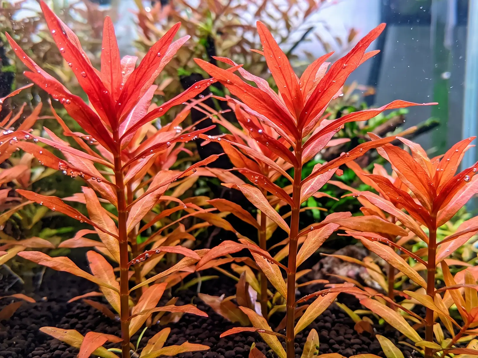 Ammannia gracilis