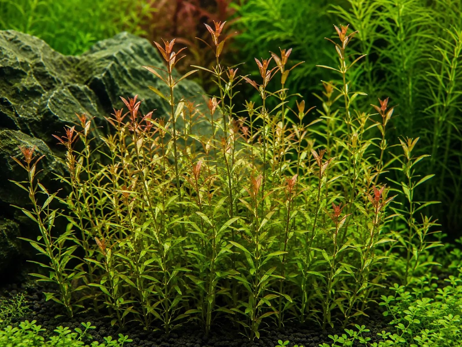 Ammannia gracilis