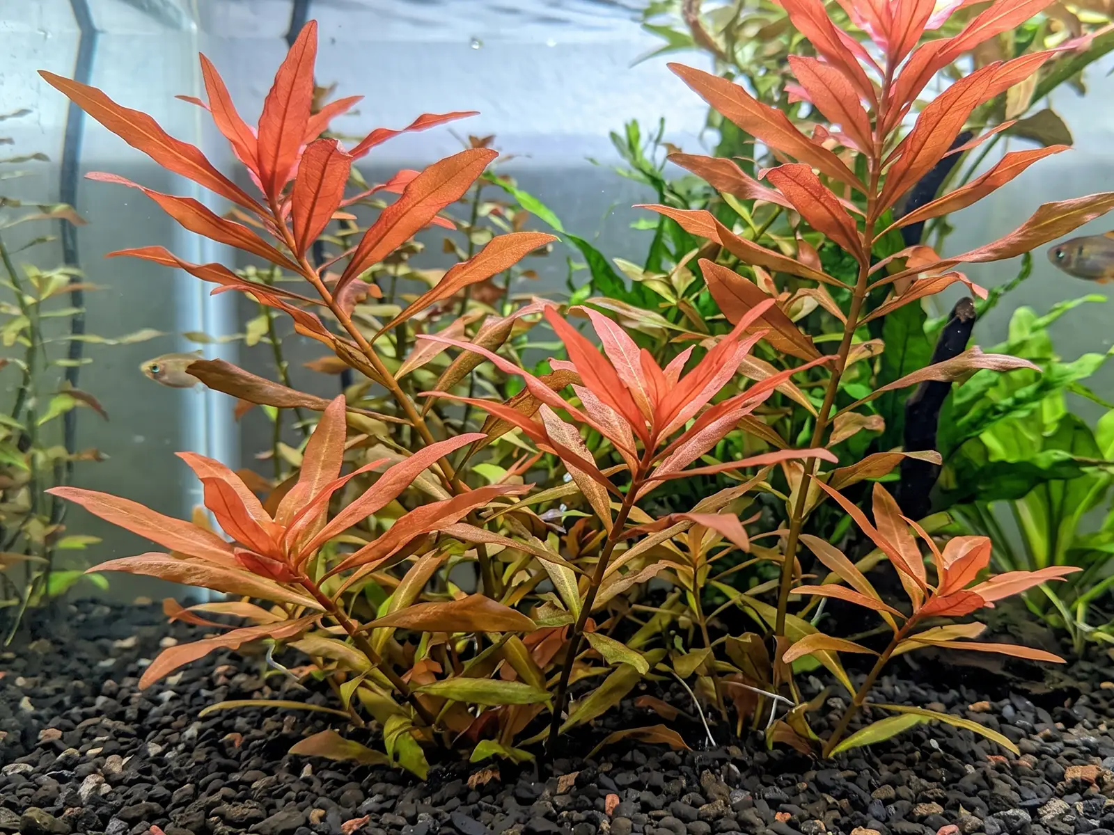 Ammannia gracilis