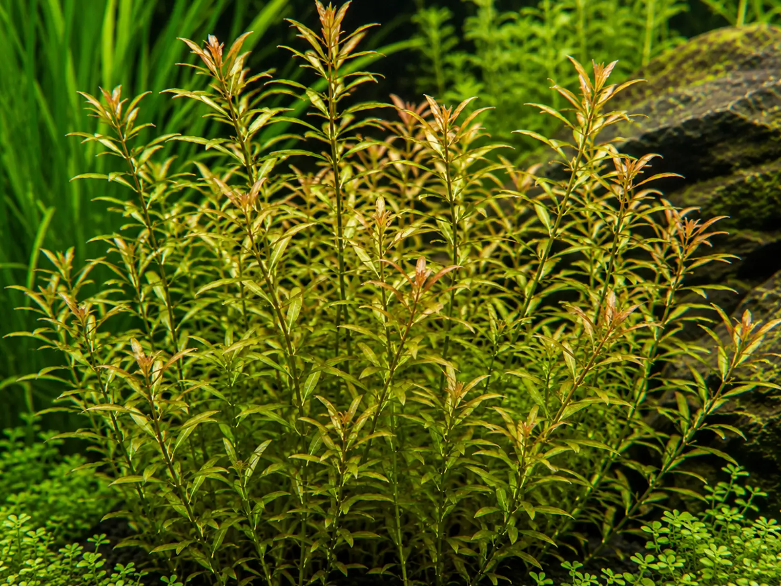 Ammannia senegalensis