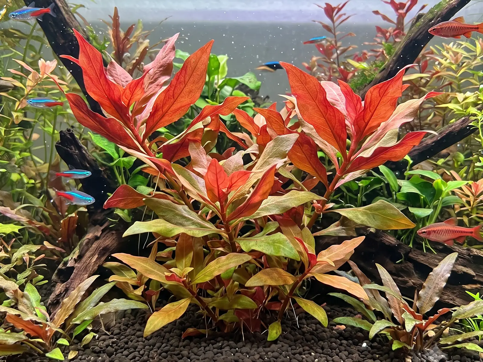 Ammannia senegalensis