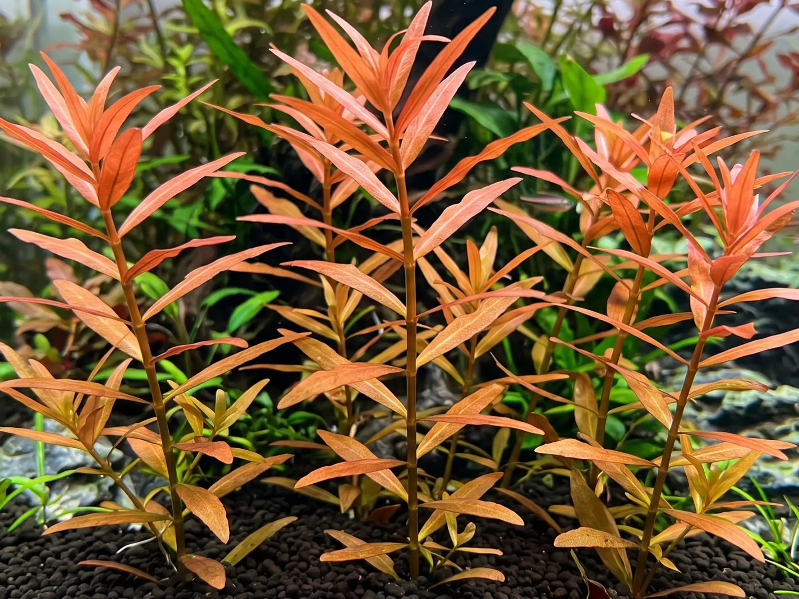 Ammannia senegalensis