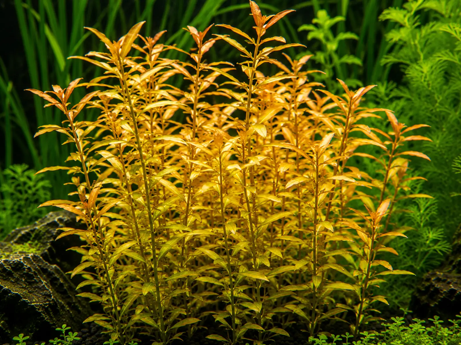 Ammannia pedicellata 'Golden'