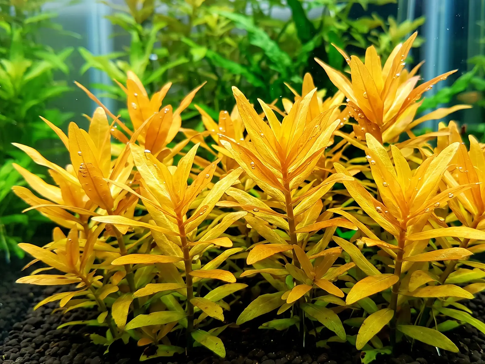 Ammannia pedicellata 'Golden'