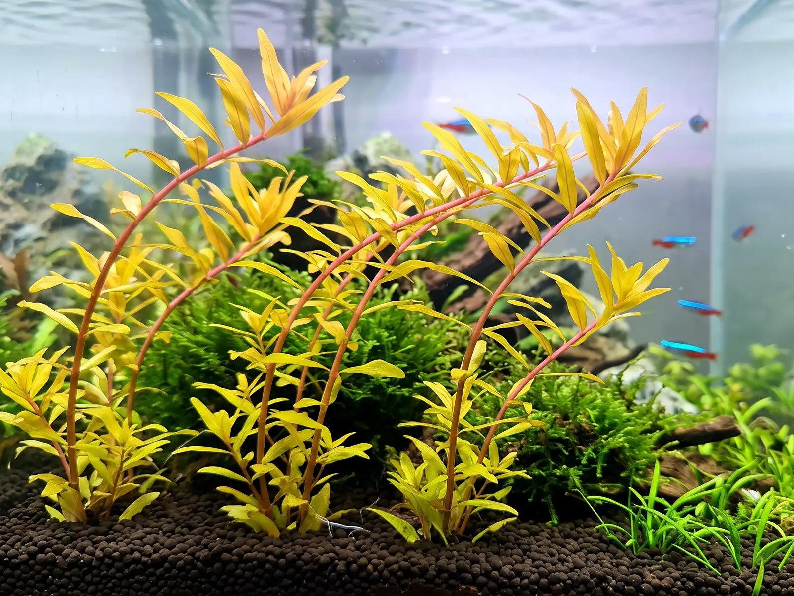 Ammannia pedicellata 'Golden'