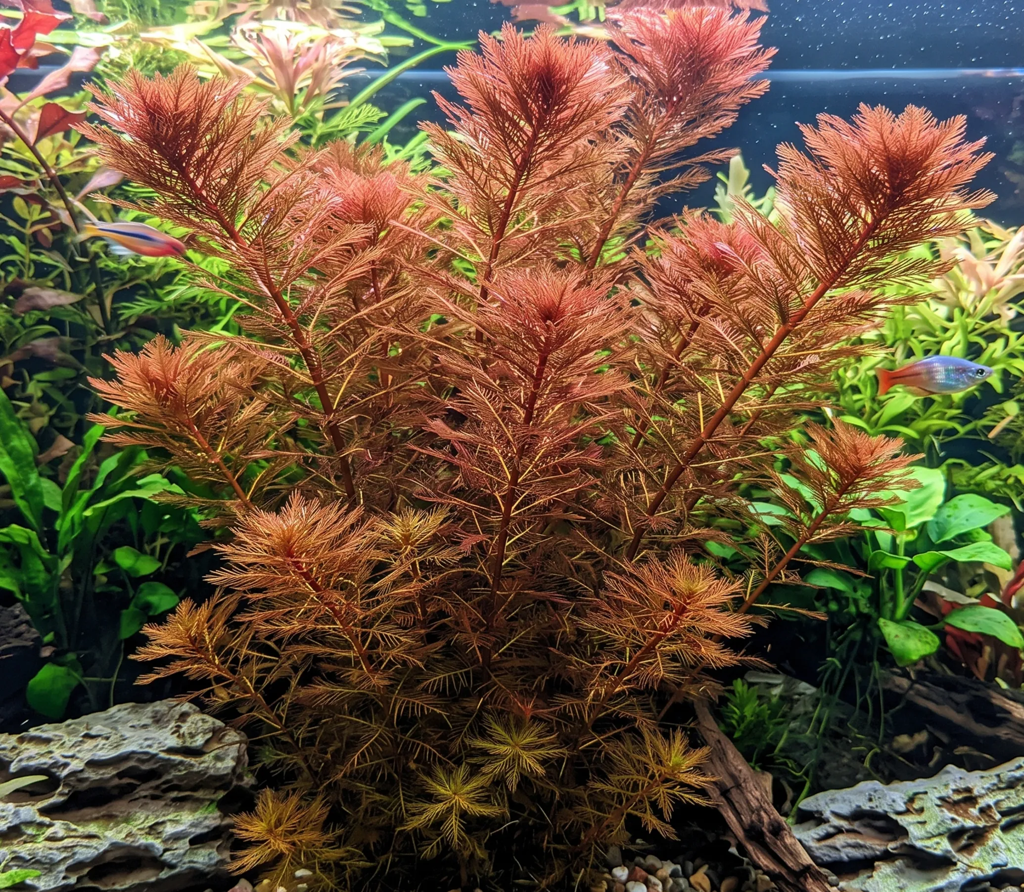 Myriophyllum 'Red' in fish tank