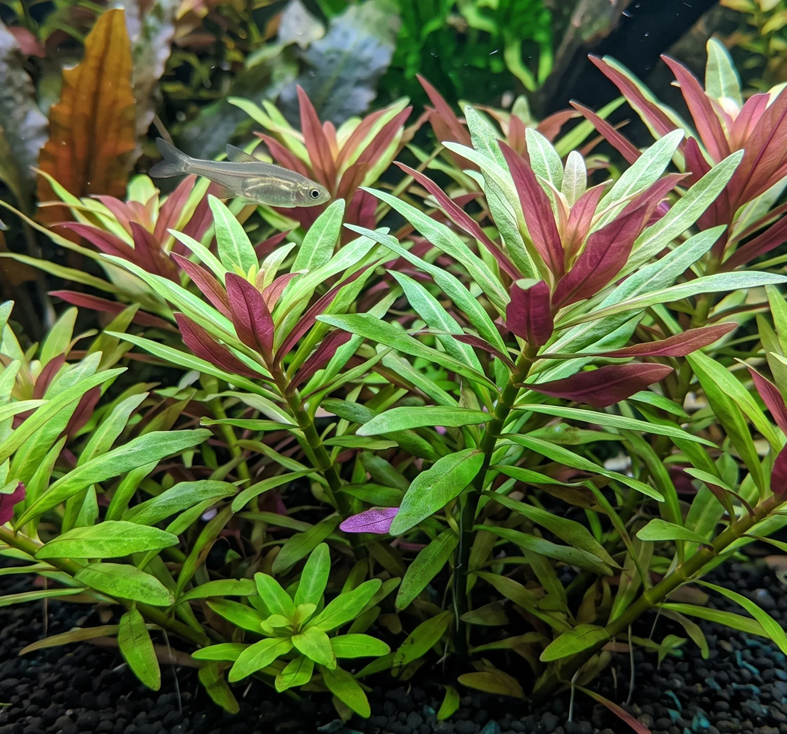 Limnophila hippuridoides