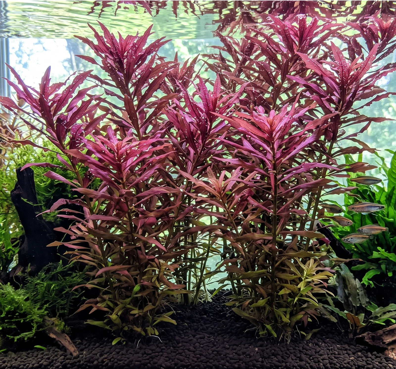 Limnophila hippuridoides