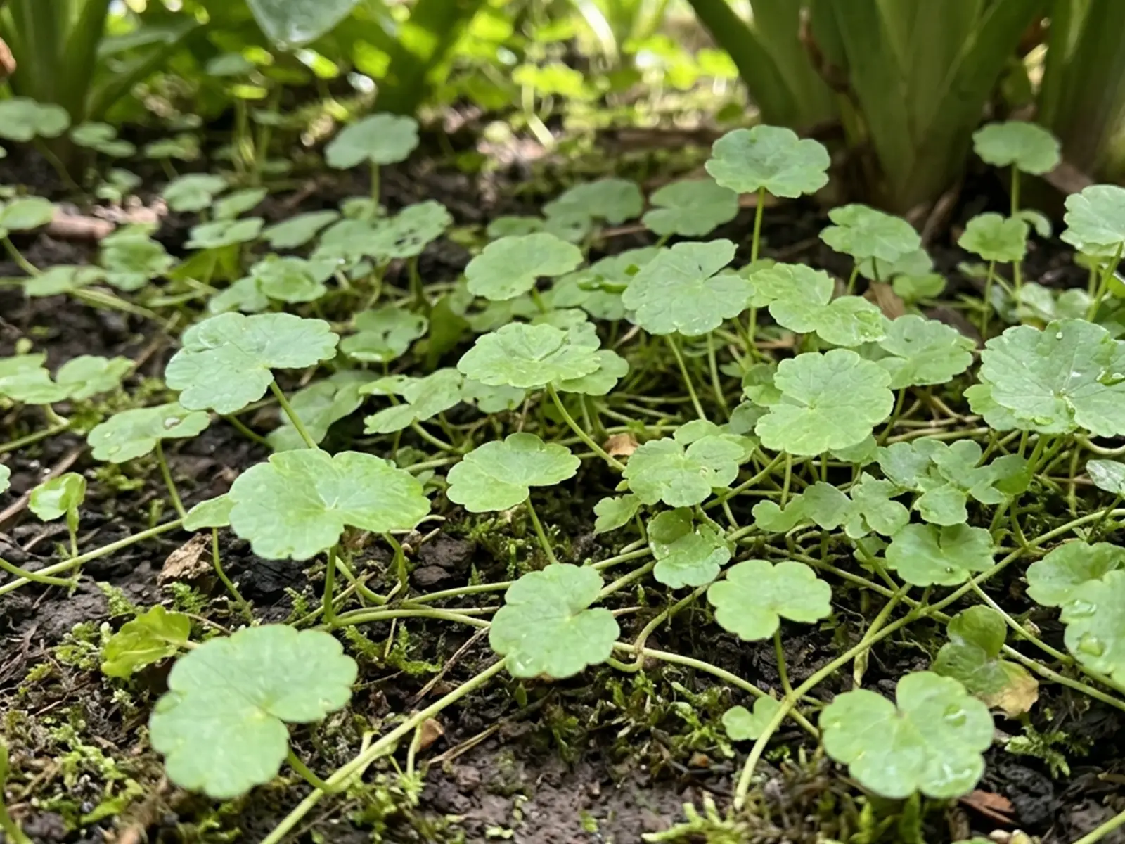 Hydrocotyle sibthorpioides