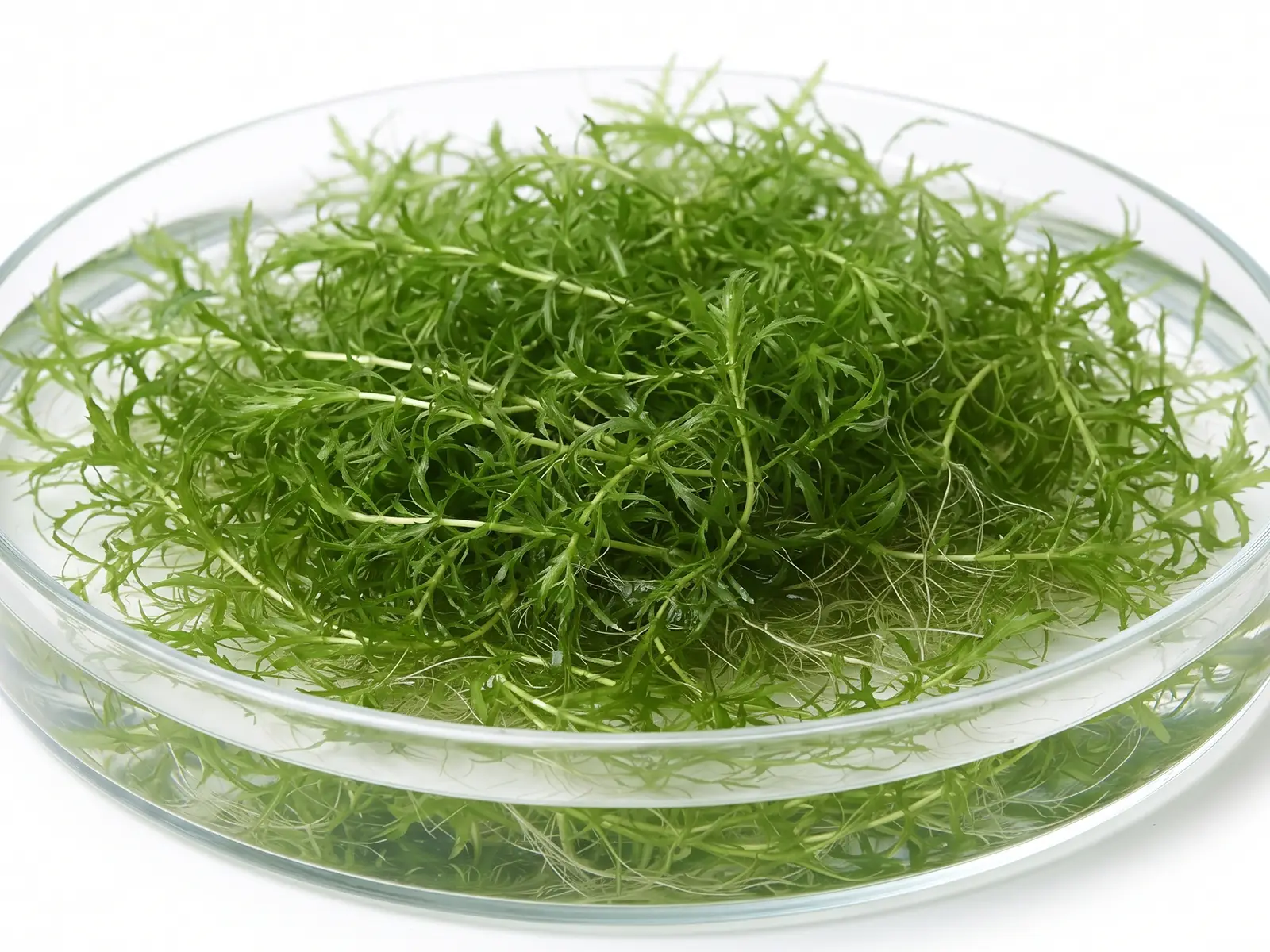 Guppy Grass in water dish close up