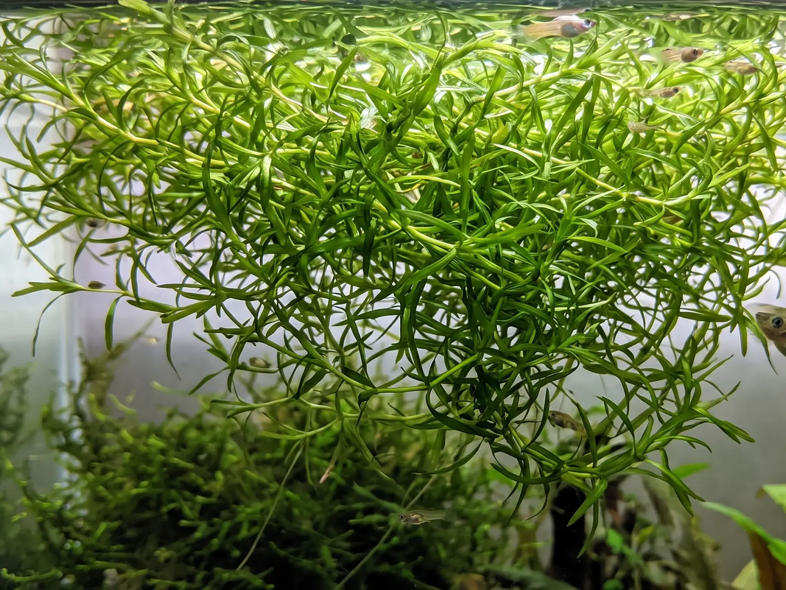 Guppy Grass