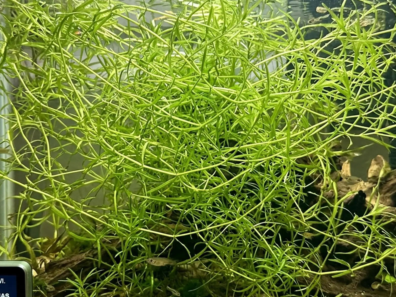 Guppy Grass