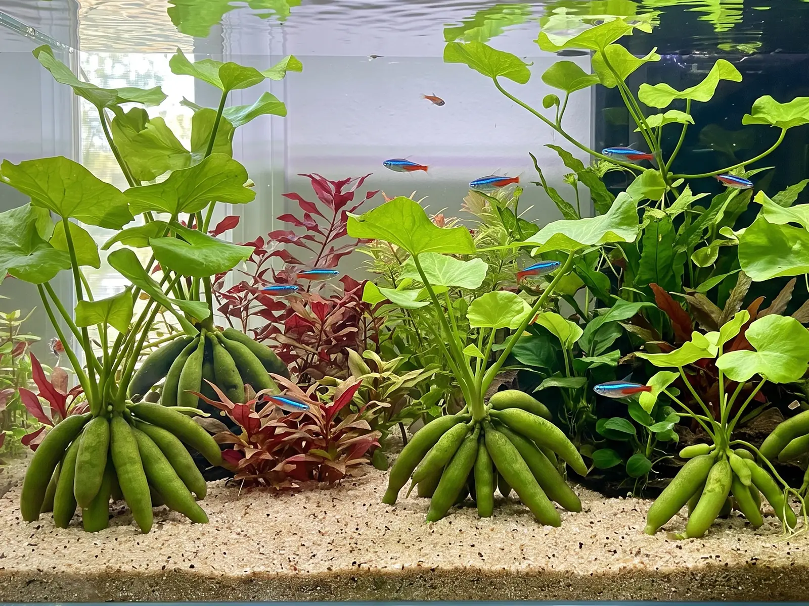 aquarium Banana Plant