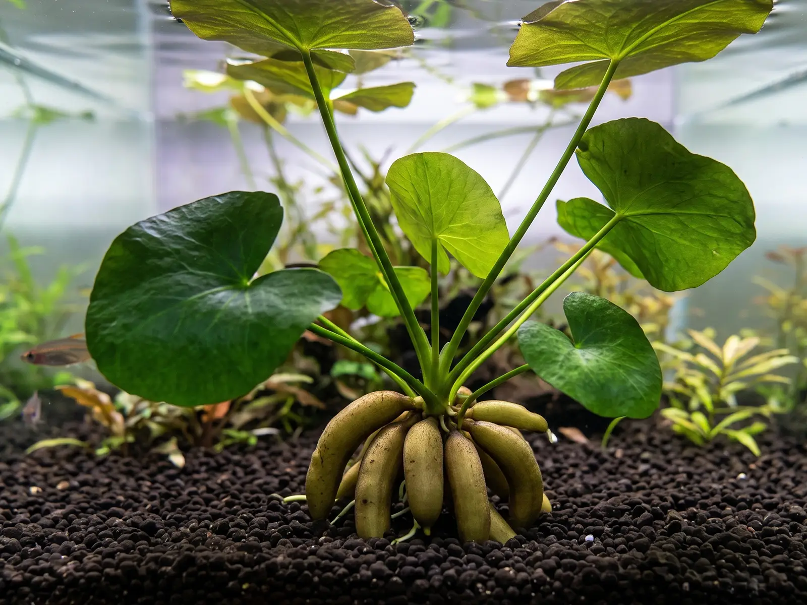 Banana Plant