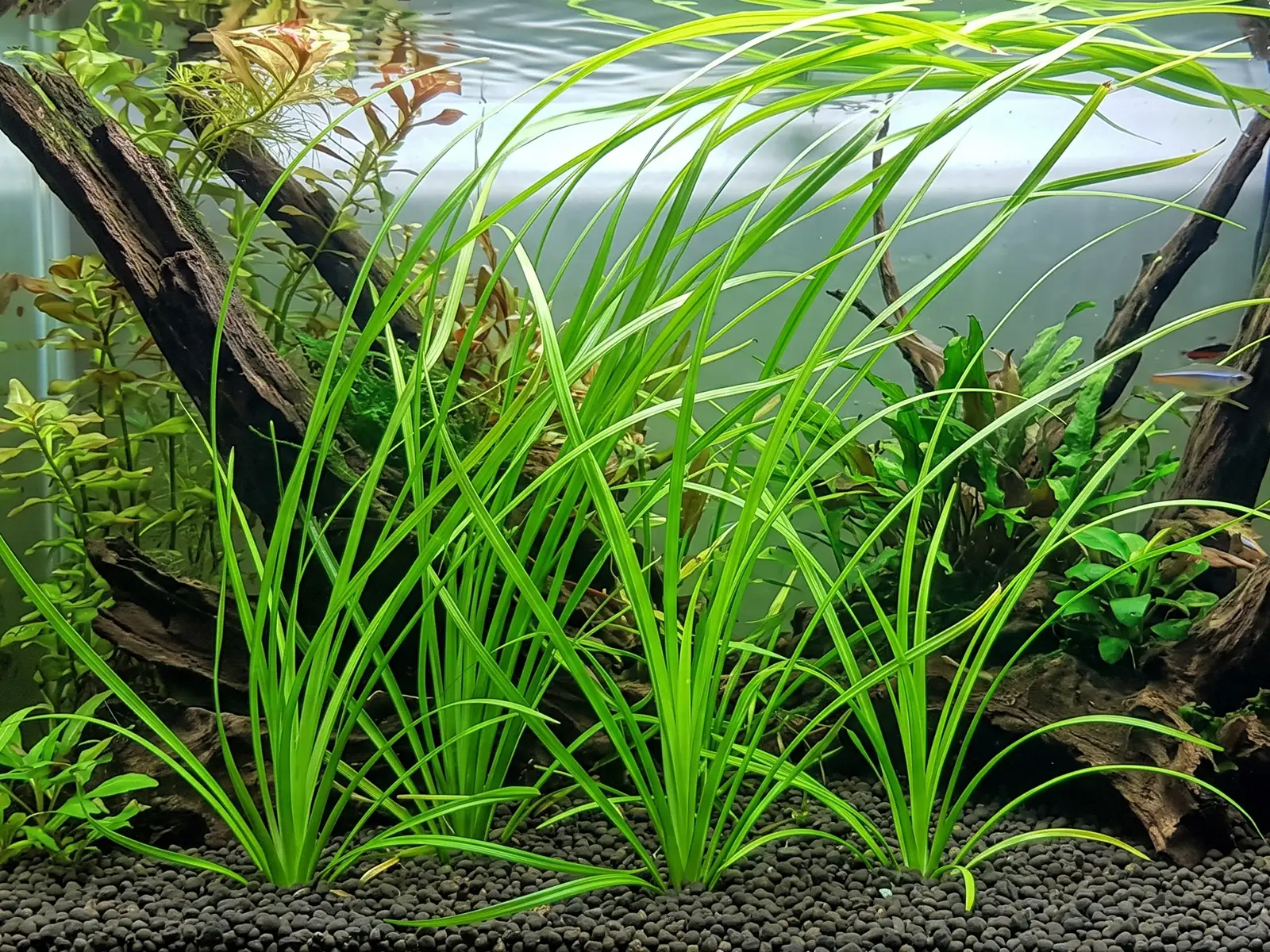 Cyperus helferi