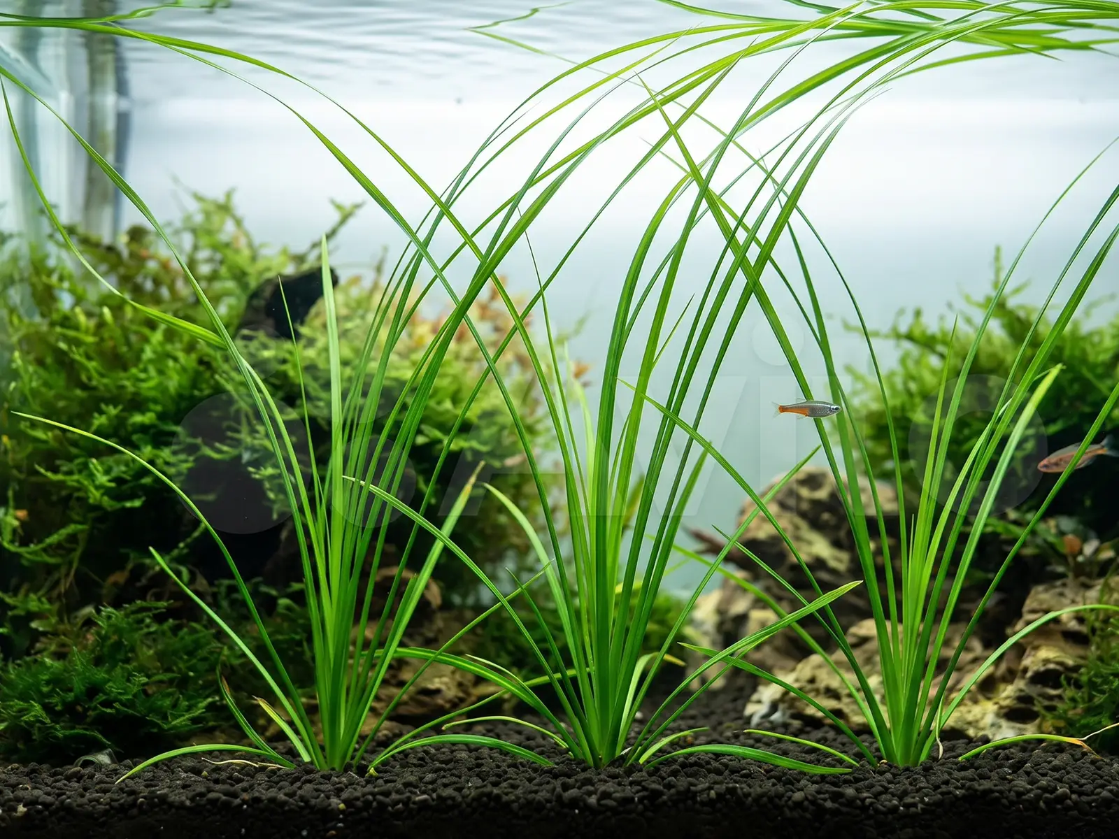 Cyperus helferi