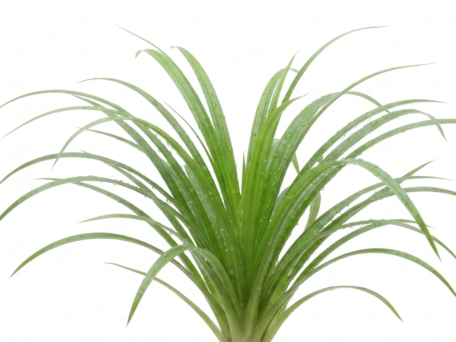 Cyperus helferi