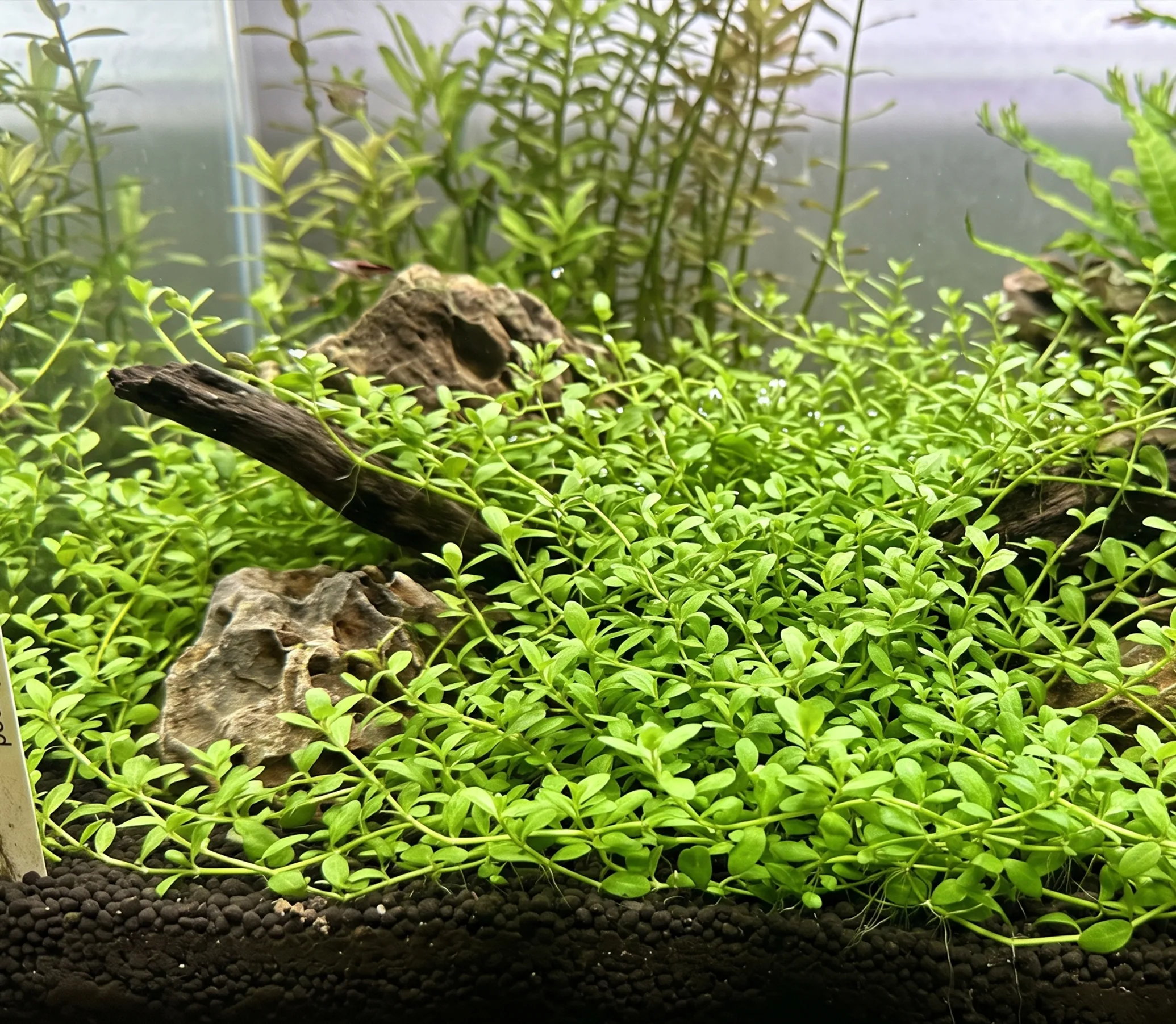 Pearlweed (Micranthemum)