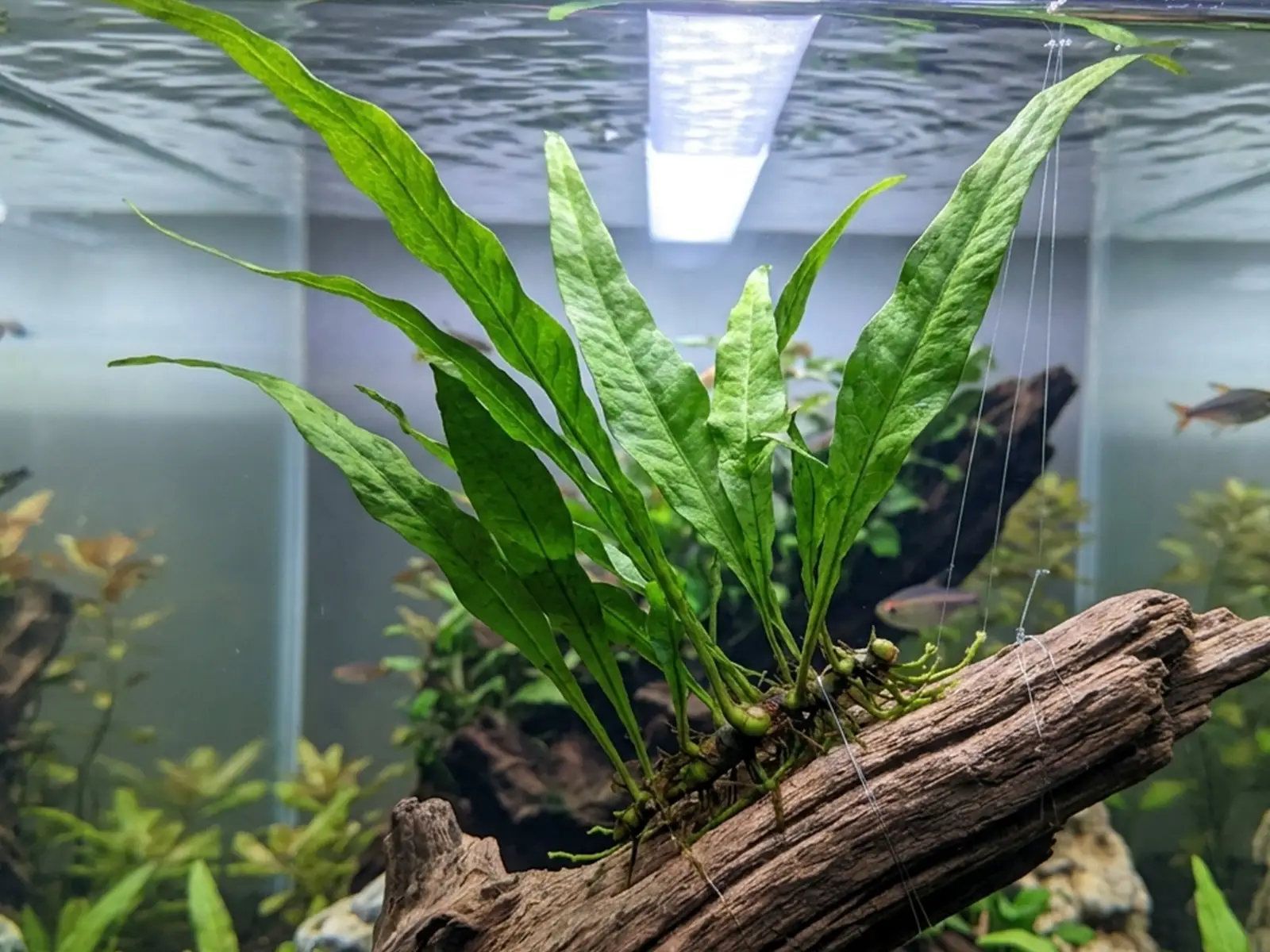 Java Fern