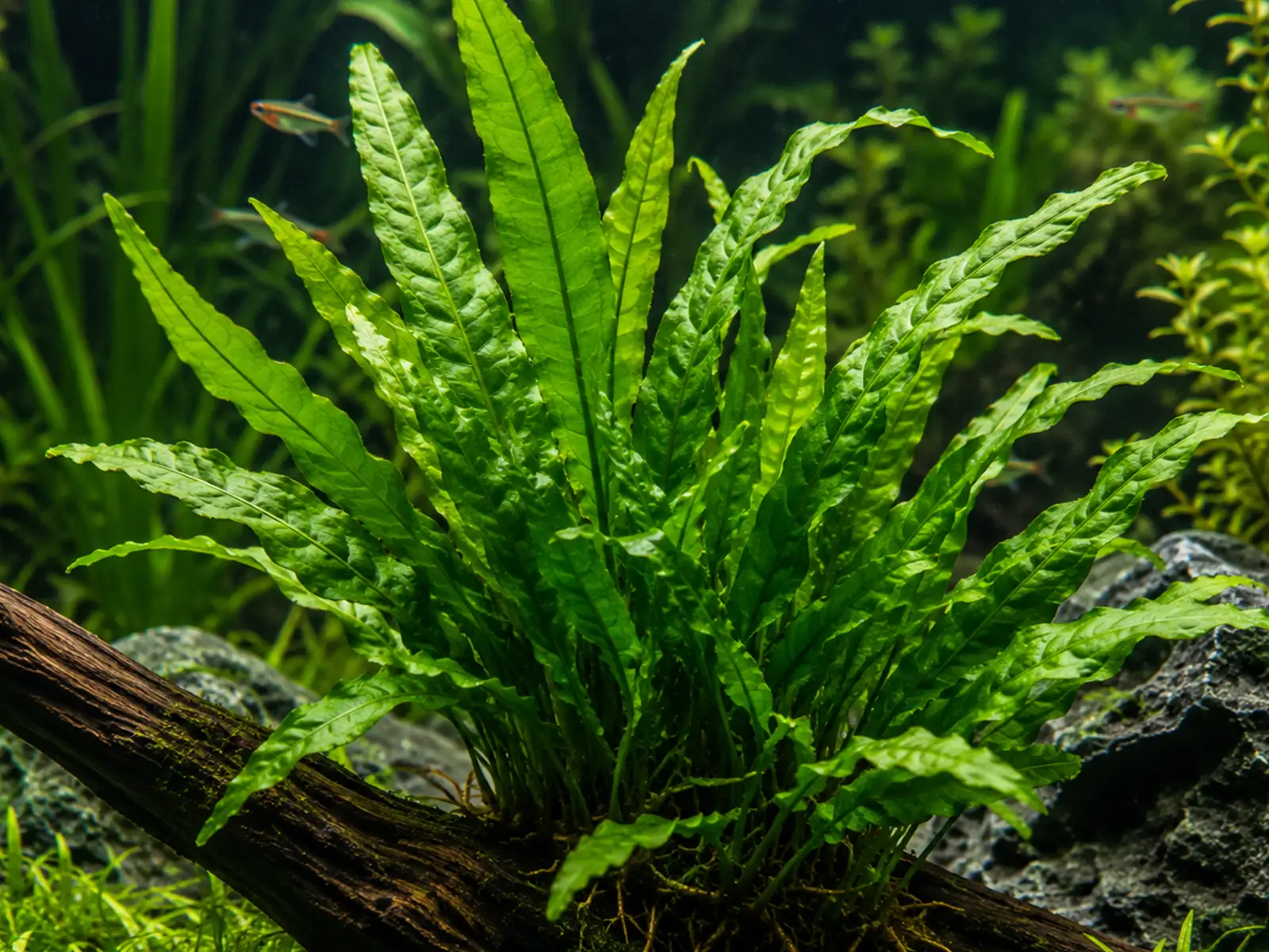 Java Fern