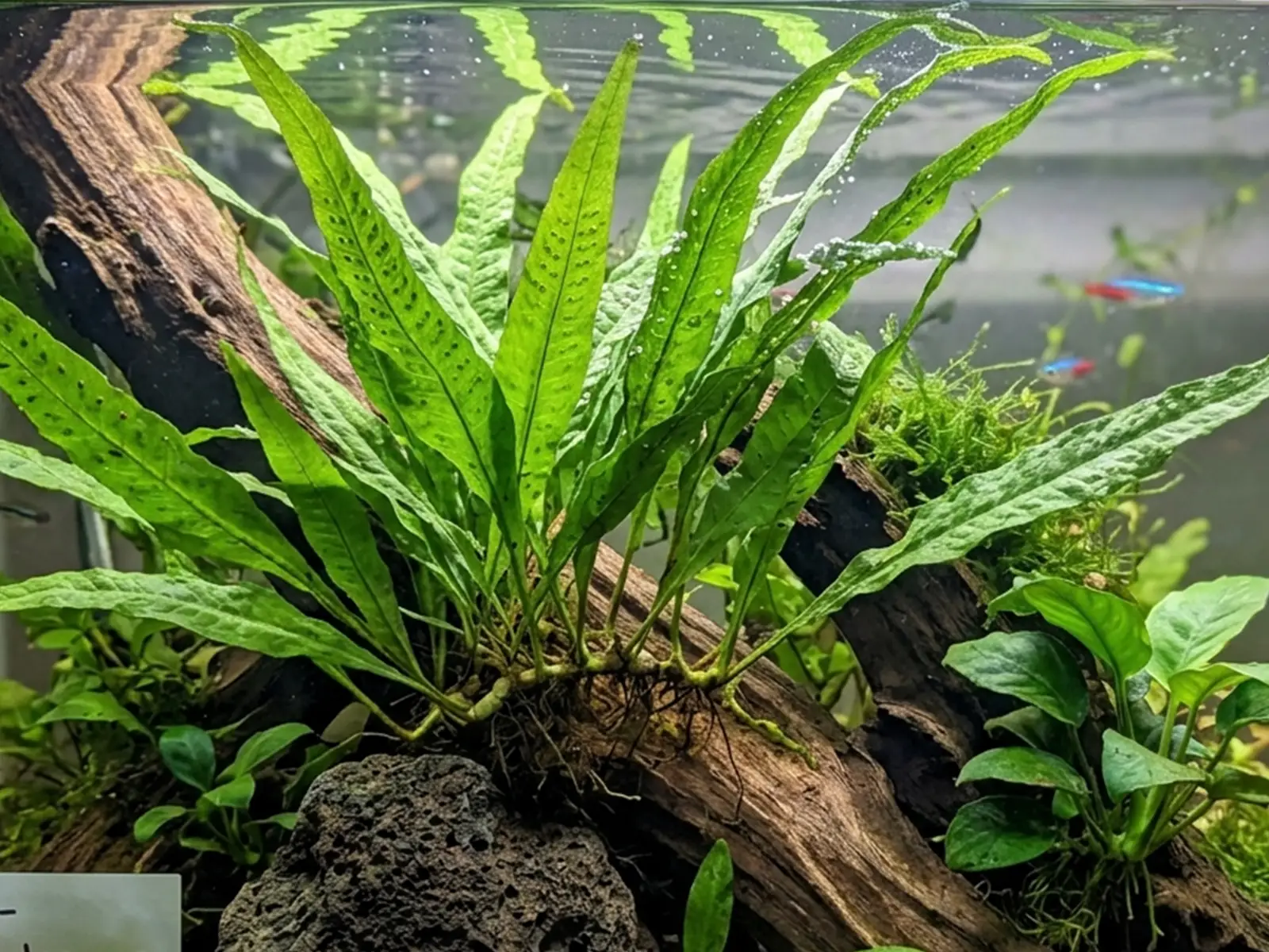 Java Fern