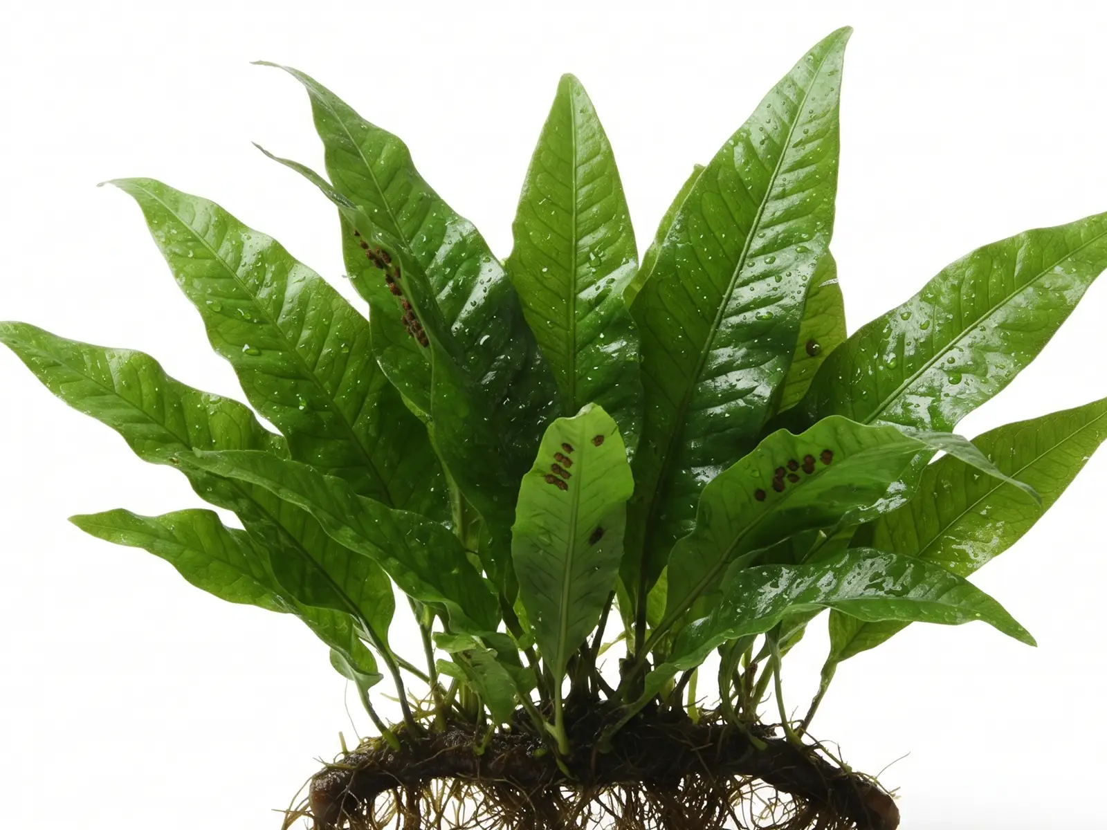Java Fern against white background