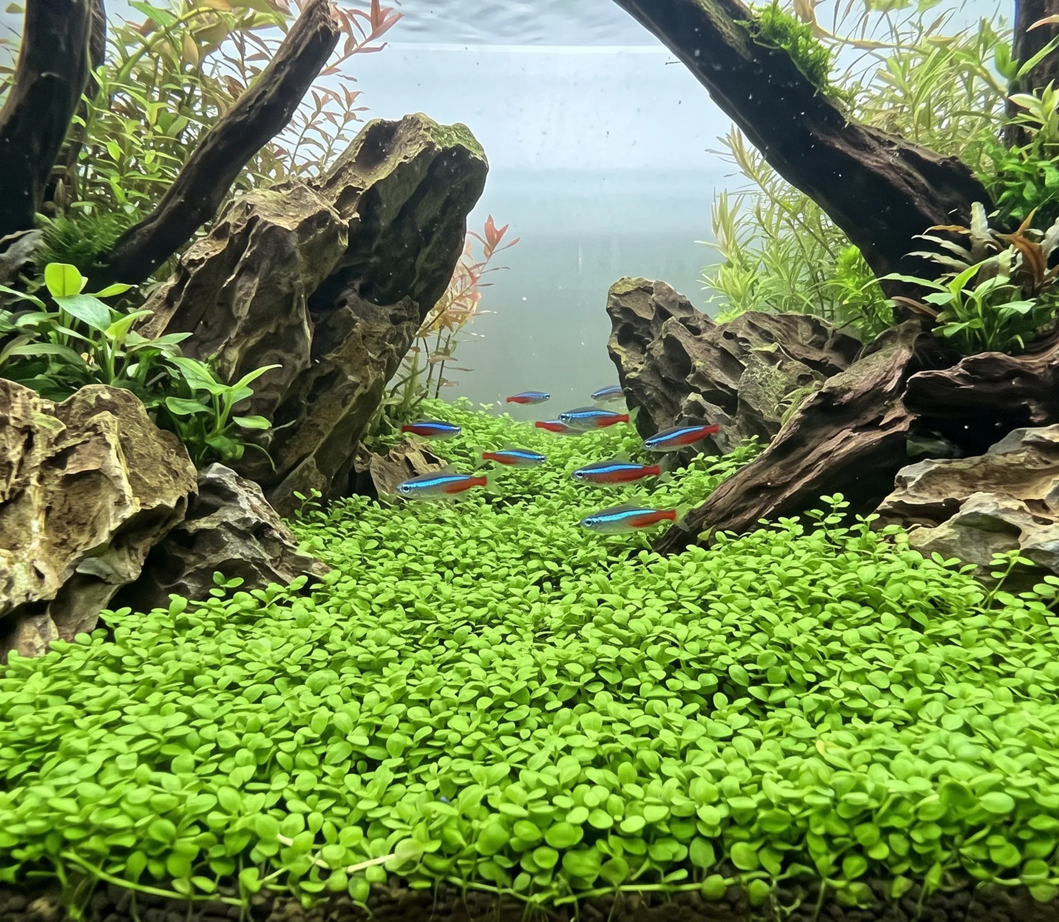 Monte Carlo aquarium plant in planted fish tank