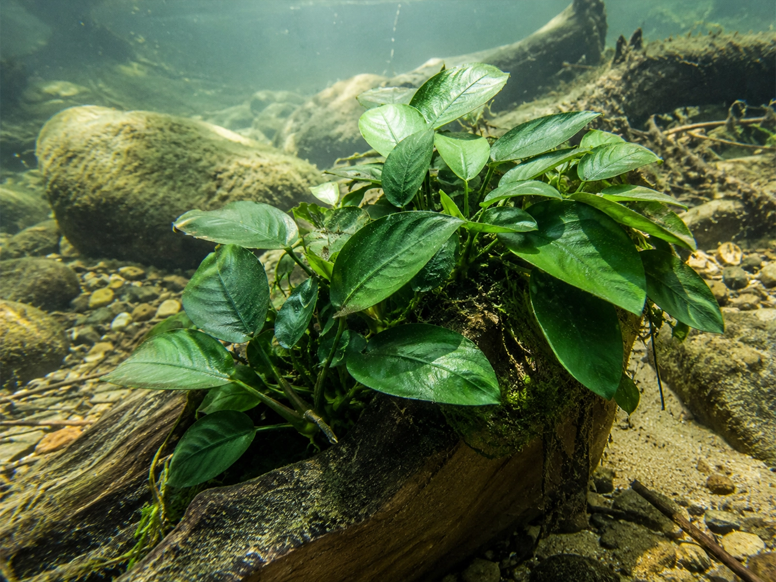 Anubias Barteri