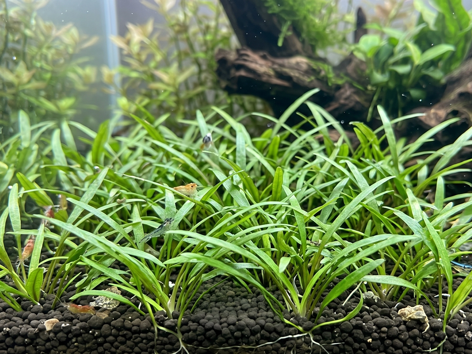 Cryptocoryne parva