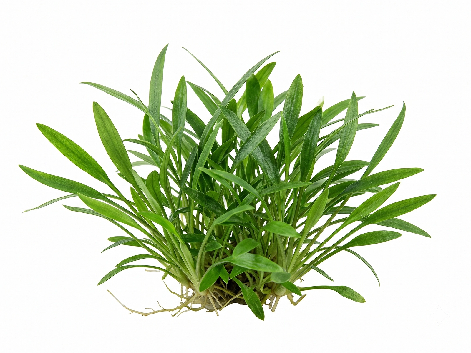 Cryptocoryne parva white background
