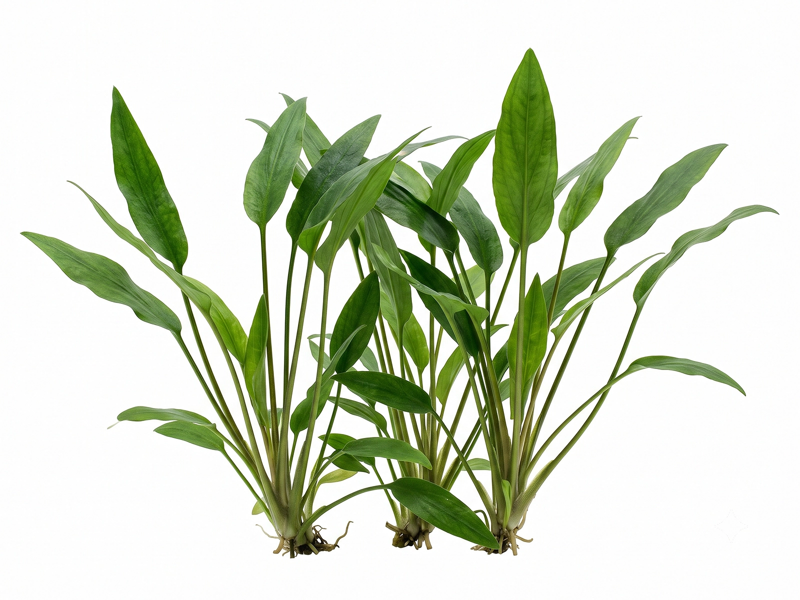Cryptocoryne lutea group white background