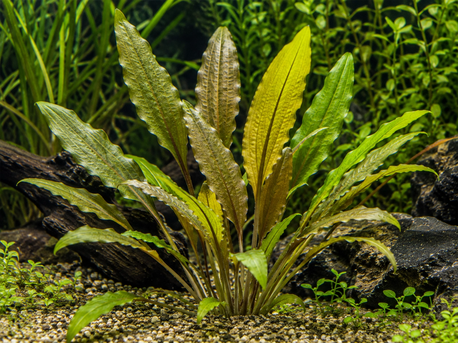 Cryptocoryne lutea