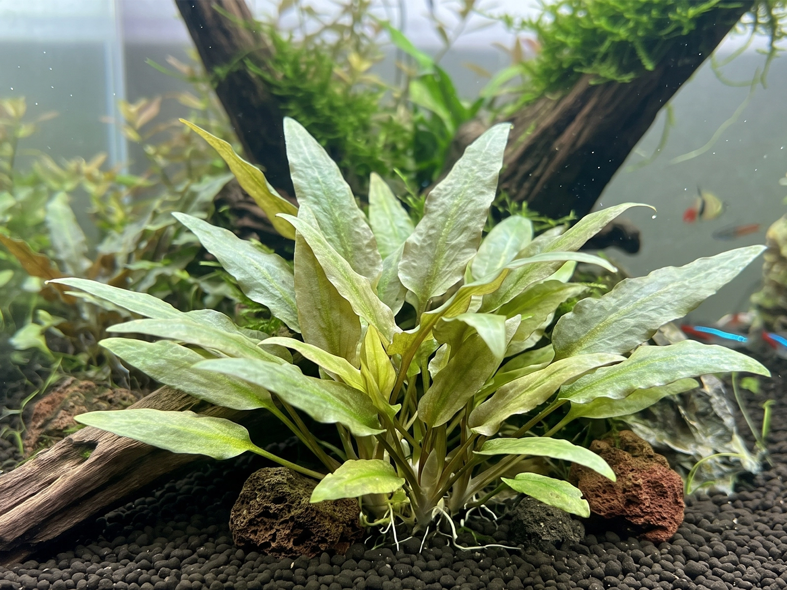 Cryptocoryne lutea