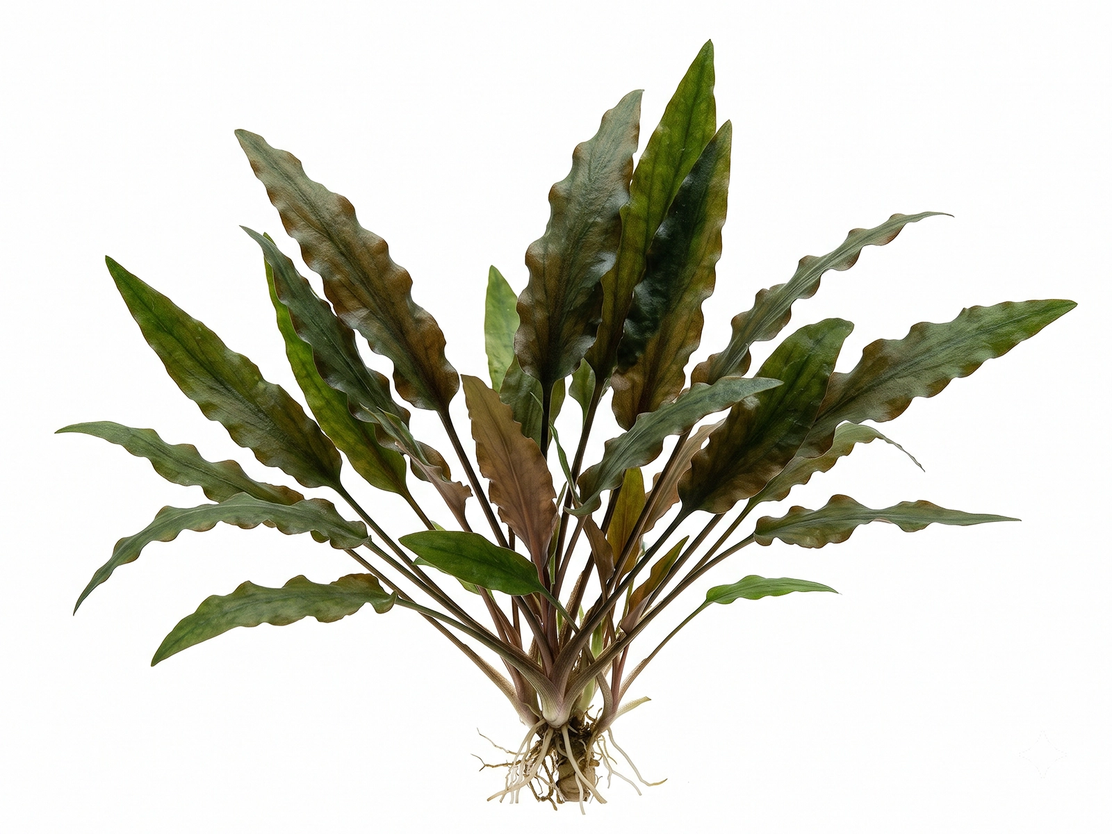 Cryptocoryne undulata