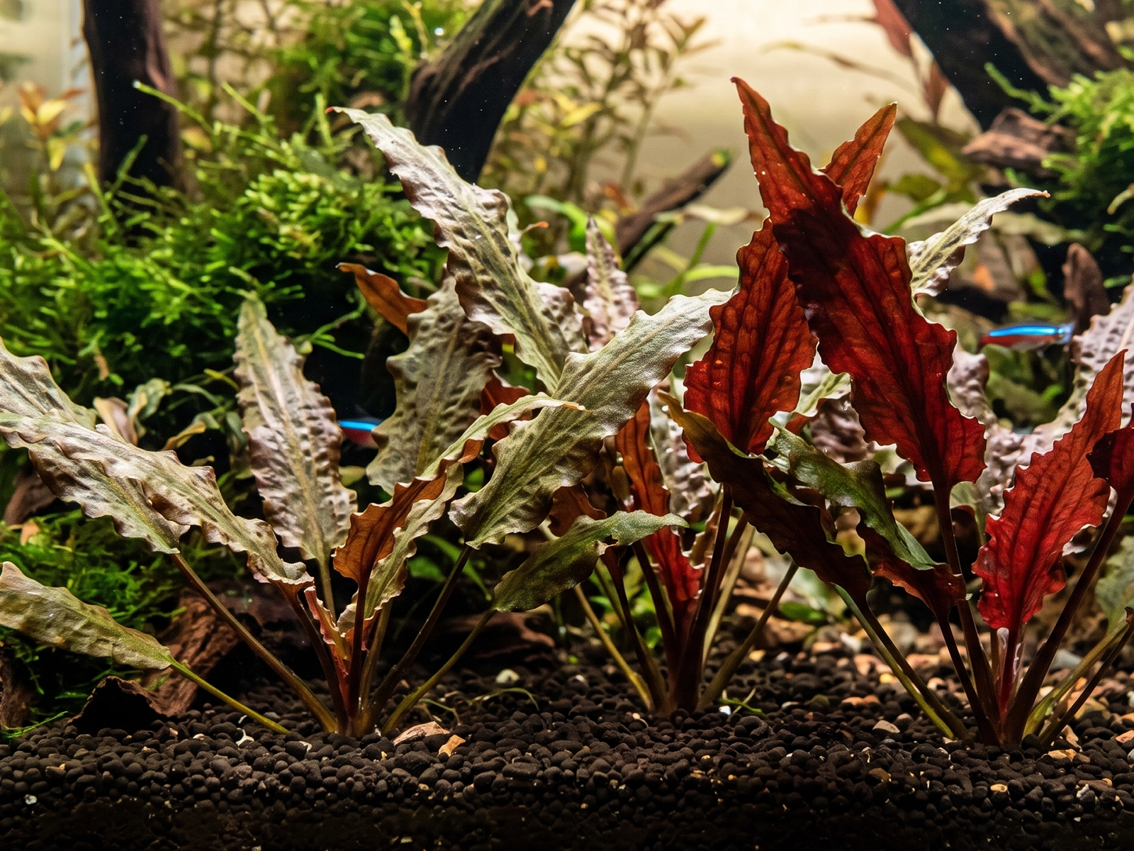 Cryptocoryne undulata in planted fish tank