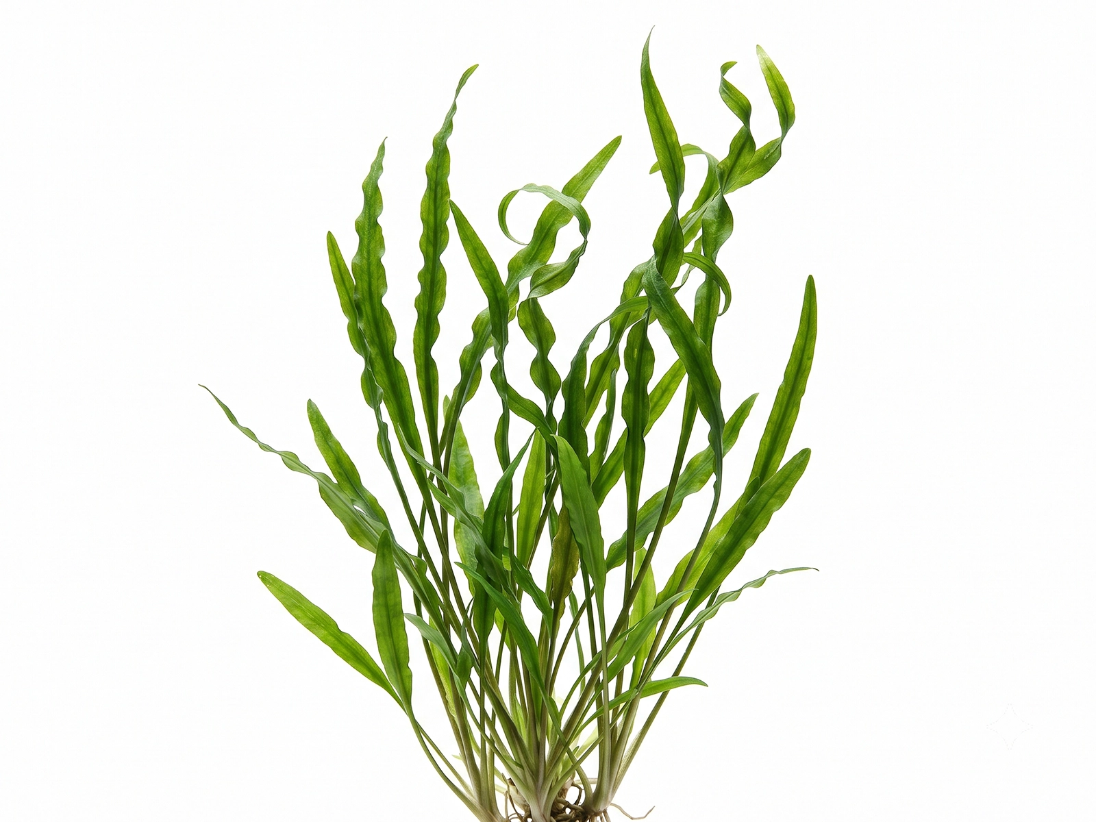 Cryptocoryne spiralis white