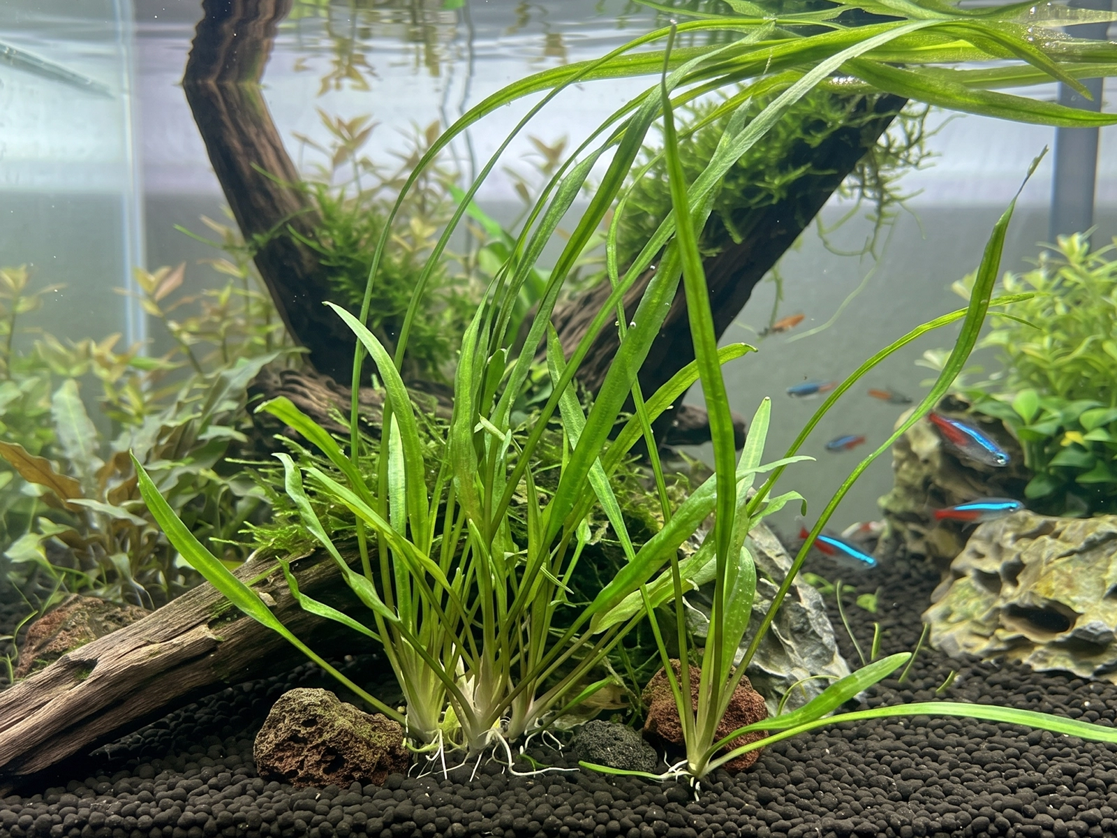 Cryptocoryne spiralis