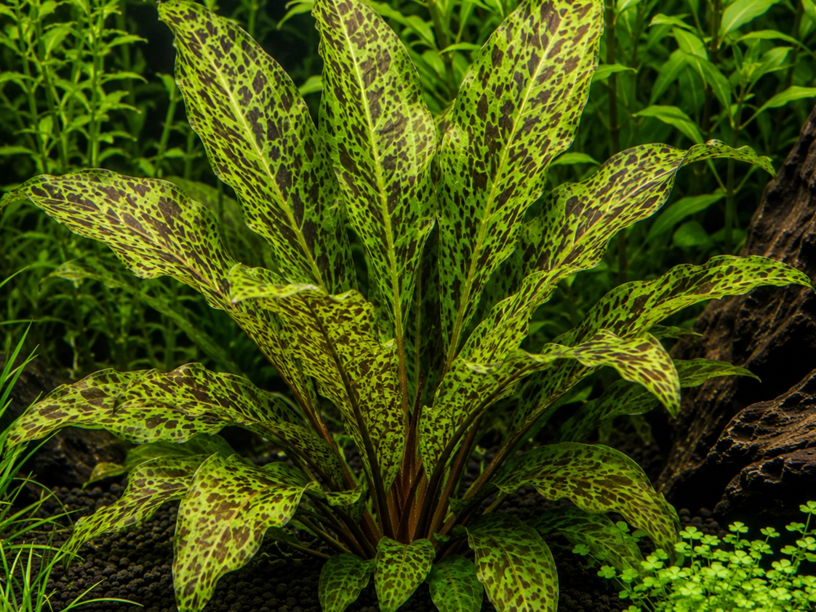 Echinodorus ozelot